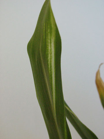 corn W