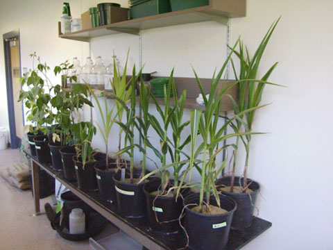 corn and soybean plants