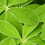 white lupin leaves