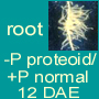 -P proteoid/+P normal roots 12 DAE
