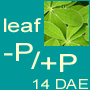 -P leaf/+P leaf 14 DAE