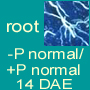 -P normal/+P normal roots 14 DAE